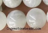 CMS2052 15.5 inches 10mm round moonstone gemstone beads