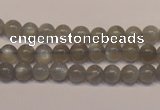CMS302 15.5 inches 7mm round natural grey moonstone beads wholesale