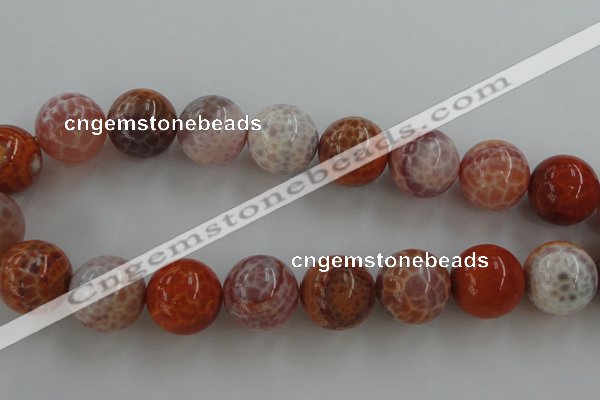 CAG5567 15.5 inches 18mm round natural fire agate beads wholesale