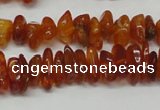 CAR115 16 inches 3*6mm - 4*8mm natural amber chips beads