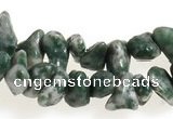CCH29 35 inches dalmatian jasper chips gemstone beads wholesale