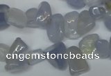 CCH322 15.5 inches 10*15mm blue chalcedony chips beads wholesale