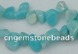 CCH631 15.5 inches 6*8mm - 10*14mm Peru amazonite chips beads