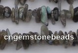 CCH646 15.5 inches 4*10mm - 6*14mm labradorite chips beads