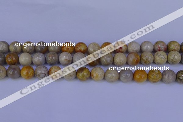 CFC204 15.5 inches 12mm round fossil coral beads wholesale