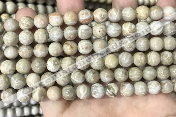 CFC333 15.5 inches 8mm round fossil coral beads wholesale