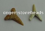 CGP541 15*25mm - 22*30mm shark teeth pendants wholesale