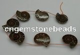 CMM05 15.5 inches 30*35mm - 35*40mm carved ammonite gemstone beads