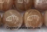 CMS2115 15 inches 12mm round moonstone beads