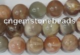 CMS505 15.5 inches 12mm round moonstone beads wholesale