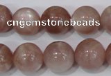 CMS756 15.5 inches 14mm round natural moonstone beads wholesale