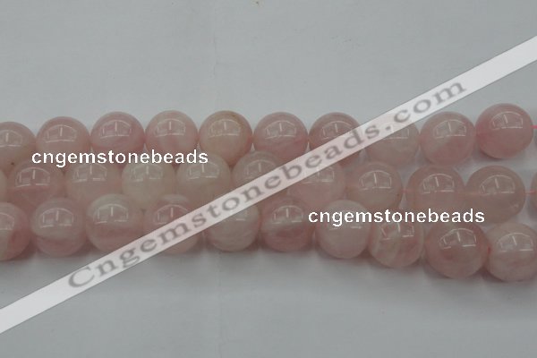 CRQ676 15.5 inches 16mm round rose quartz beads wholesale